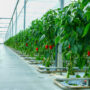 Locuri de munca in sere de legume si fructe, in Olanda 2200-2400€