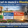 Locuri de muncă în Olanda – Muncitori producție plante și flori / Sablator cu experiență