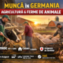 Locuri de muncă în Agricultură și Ferme de Animale – Germania