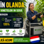 🌱 Job în Olanda – Tăiere Vinete în Seră (Zevenbergen) | Salariu atractiv + Bonusuri