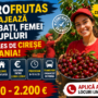 Cules Cireșe Spania 2026 – Angajăm Bărbați, Femei și Cupluri | Fără Comisioane