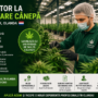 Muncitor la cultivare cânepă în Olanda – Waalwijk | Salariu €14,71/oră | Cazare și transport asigurat