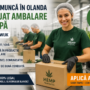 Angajat Ambalare Cânepă – Waalwijk, Olanda | €14,71/oră