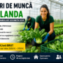 Locuri de muncă în Olanda la recoltare și ambalare legume în seră