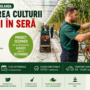 Lichidarea culturii de roșii în seră – Rilland, Olanda